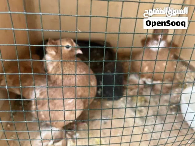 كوبيه روسي لبيع