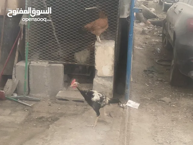 دجاج باكستاني