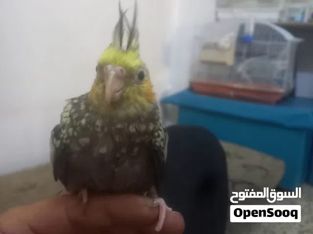 كوكتيل اليف