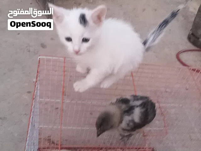 قطه صغيره ذكرللتبني شيرازيه عيونها زرق  لونها ابيض وعليها نقطه ذيلها ونقطع راسها