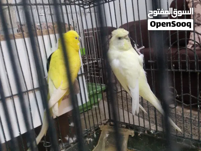 جوز حب شغال الطيره مفتلة الراس وضهر