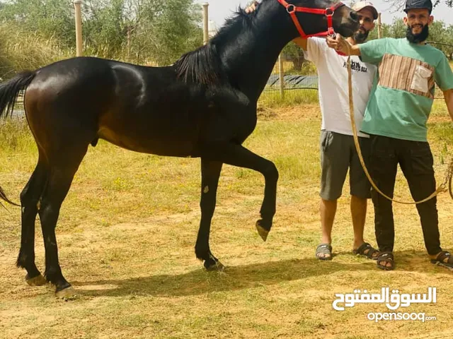 حصان 87 الله يبارك
