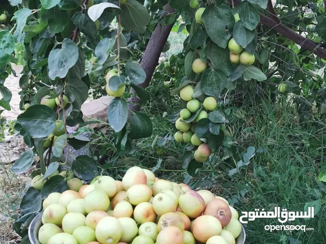 سدر مقضماني ماليزي