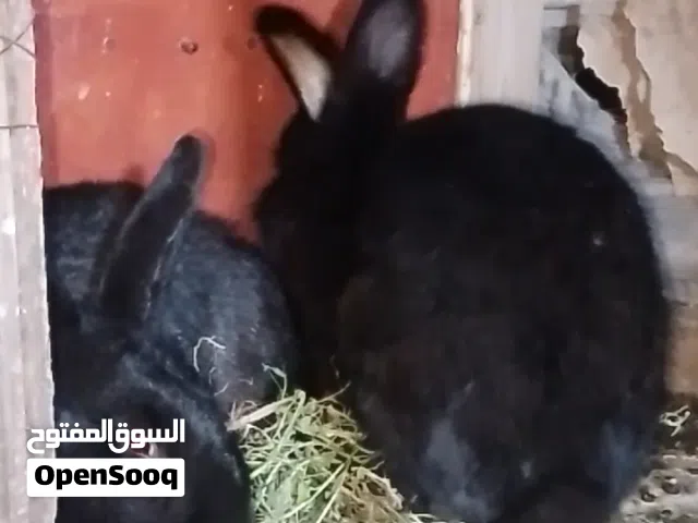 ارانب الماني وهجين بابيون