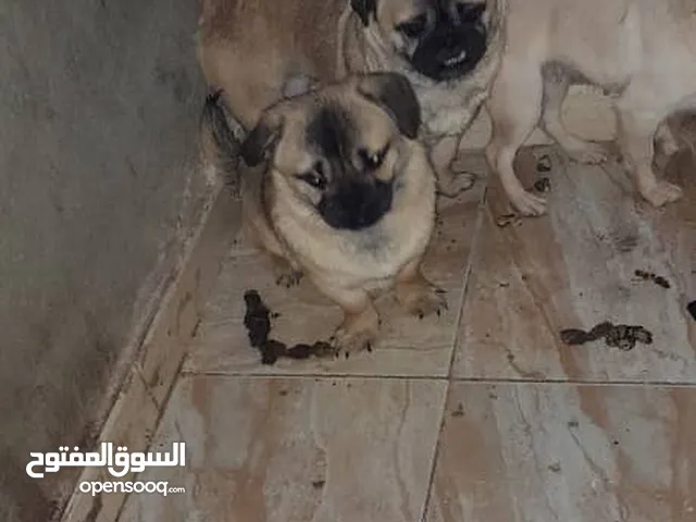 كلبه باق ع بيكنوا للبيع العمر سنه