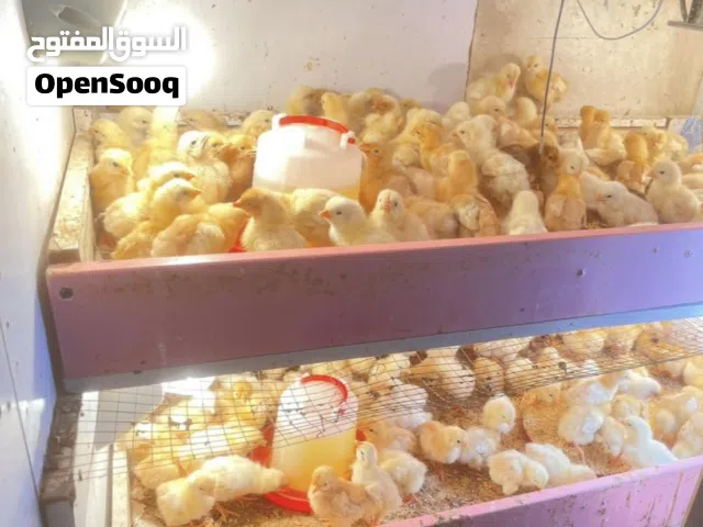 صيصان لوهمان البزرة الأصلية