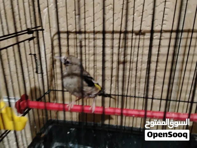 حسون همالايا الصحة ممتازة بدايت مغنا