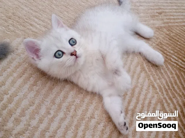 KITTEN Cute and Friendly Scotish and British cat male and female available ages 2 months