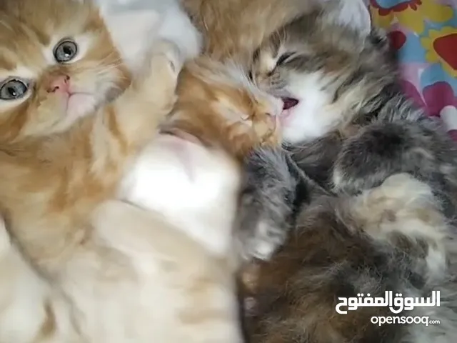 كيتنز بيرشن بيور 46 يوم مدربين ليتر ومطعمين حشرات