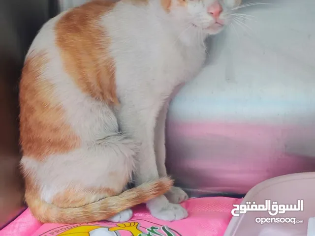 Two years old Egyptian Mau castrated male cat for adoption