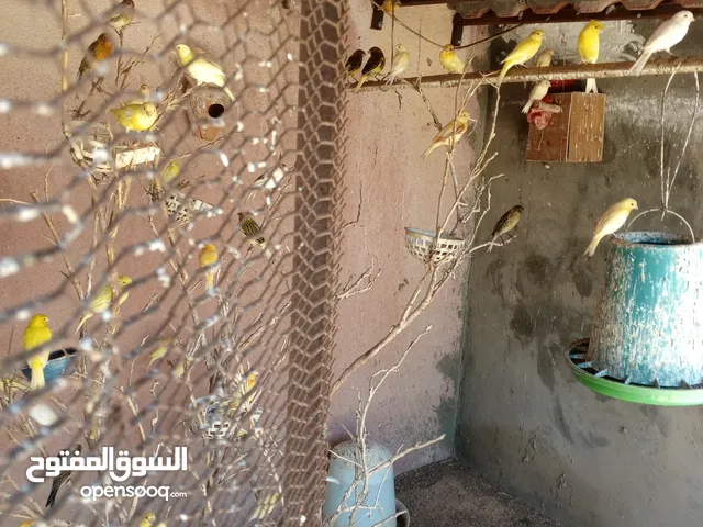 عصافير كناري للبيع