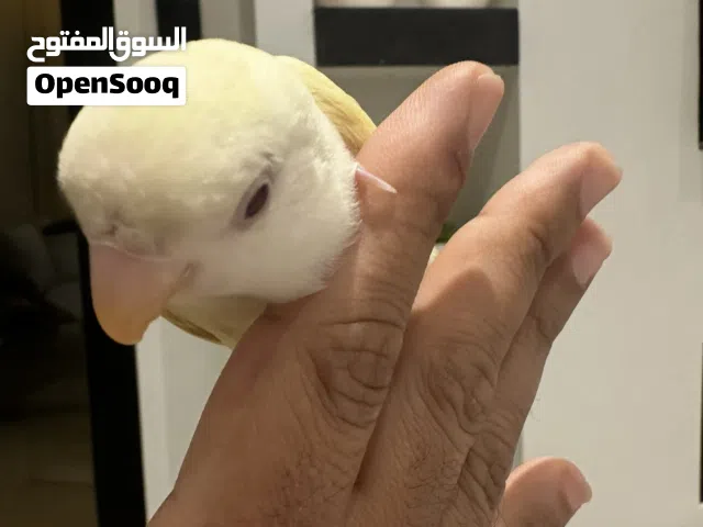 Pet Love bird  rose age 3 month