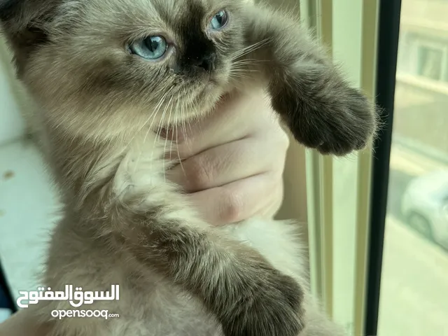 قطه هيمالايا سكوتش للبيع