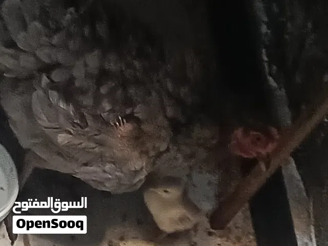 دجاج عرب للبيع اقره الوصف