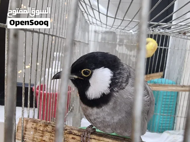 بلبل نثية أليفة طينة عمرها تسع اشهر