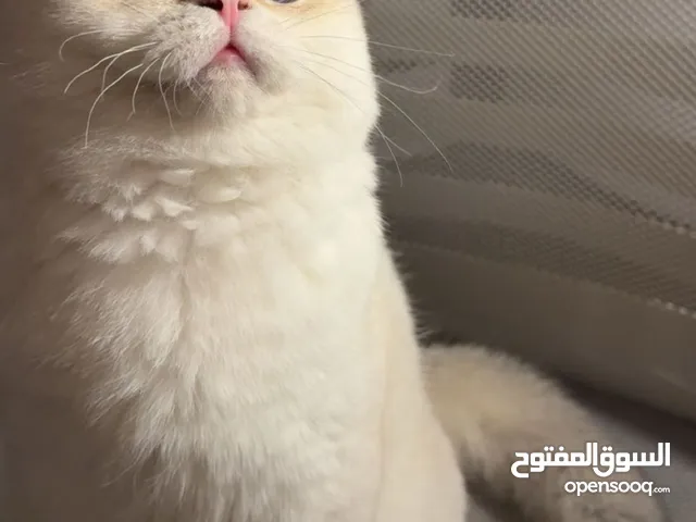 قطو برتش مسجل