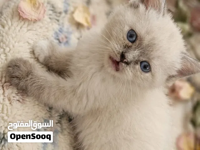 هملايا بتجنن ولعوبه انثى