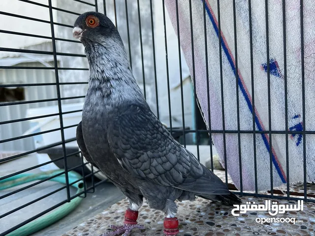 قرقاطي اقطش