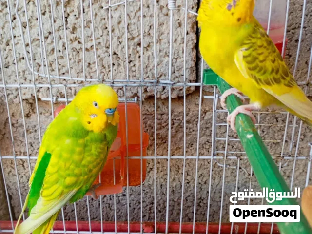 الله يبارك  كوبيا بقلينو مصوقره