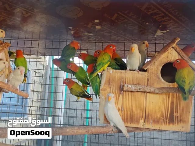 غندورات خط اول نضيفات عيون حمر حجم كبير صحه ممتازه مال بيت كلهن بيهن تقريبا