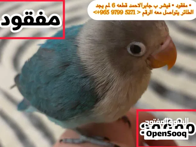 مفقود طير في جابر الاحمد