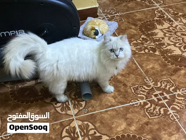 للبيع قطه عبري