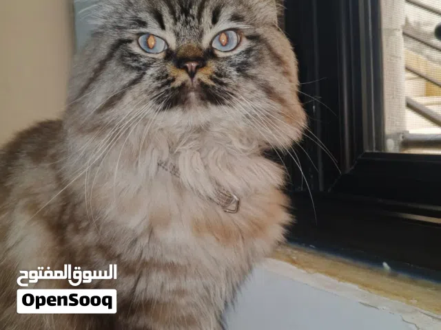 قط هيمالابا مميز كافة المطاعيم