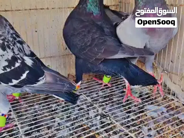 حمام رقم واحد دم صافي شاميات منتجات صحة ممتازة