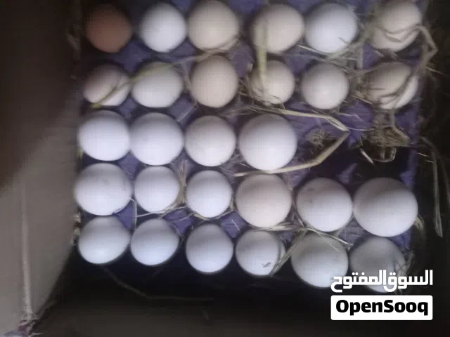 بيض عرب جاهز للتفقيس