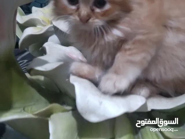 قطط فارسي للبيع