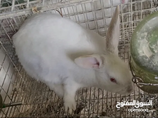 أرانب تايلنديات للبيع