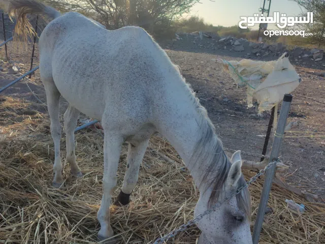 عاجل للبيع حط سعرك عرض مدة يومين الرجاء ما يتواصل ألا الجاد