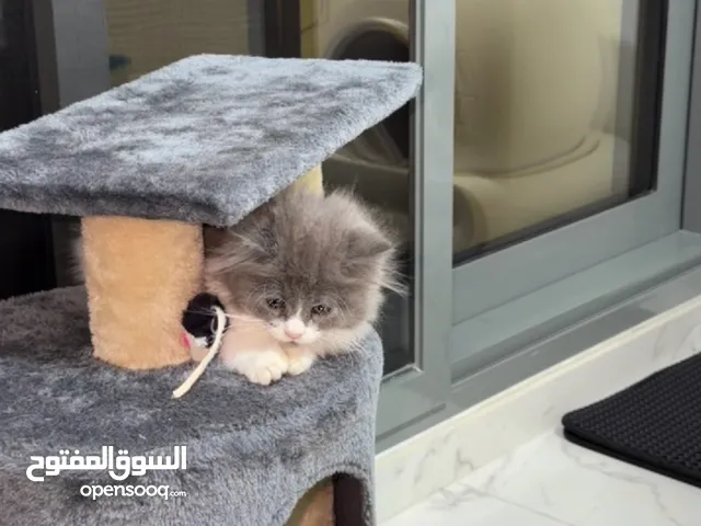 قطط Twins   British Long Hair