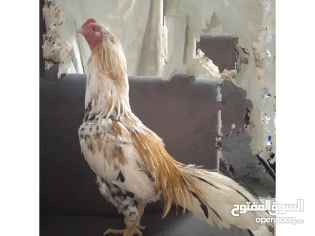 Pakistani rooster In Uae