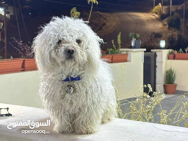 ذكر زينه فرنش