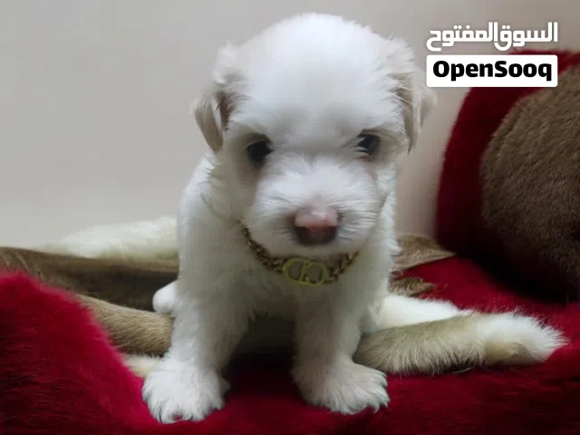 احلي واشيك ولد هافانيز Havanese ميني 47 يوم