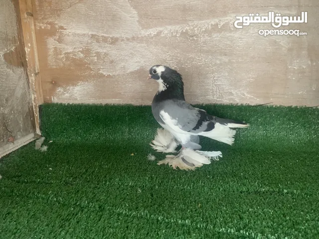 دكر هزاز للبيع