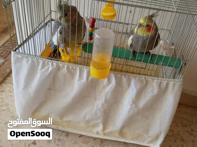 جوز كوكتيل اليف
