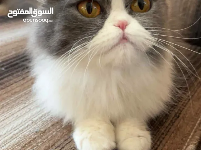 فرصة نادرة! سكوتش فولد أصلي يبحث عن منزل دافئ هل تبحث عن صديق لطيف؟ سكوتش فولد مثالي لك!