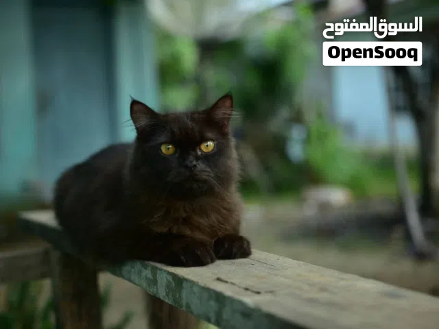 Nikon 5300 D وكاله بي معى الكلمه