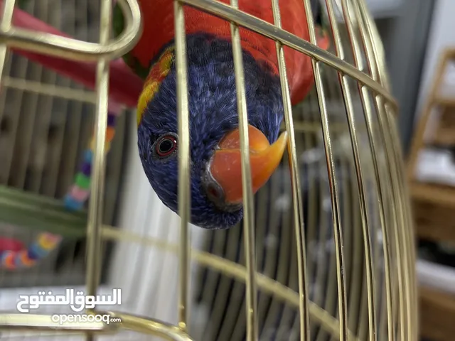 Loriini - Lorikeet parrot registered