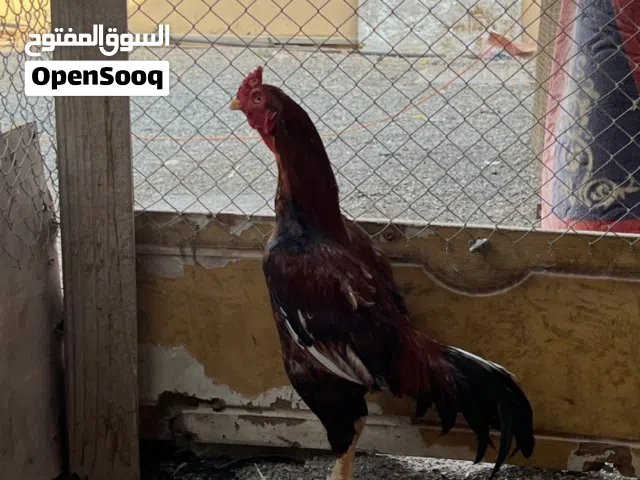ديك ودجاجتين مع بتشوات