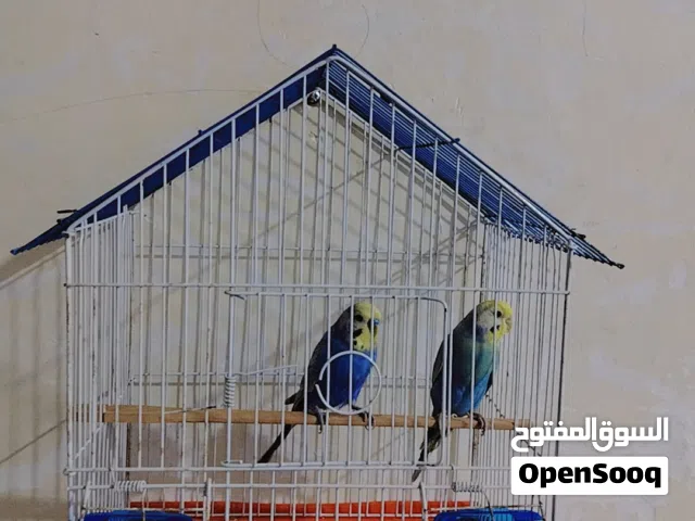 طيور حب رينبو