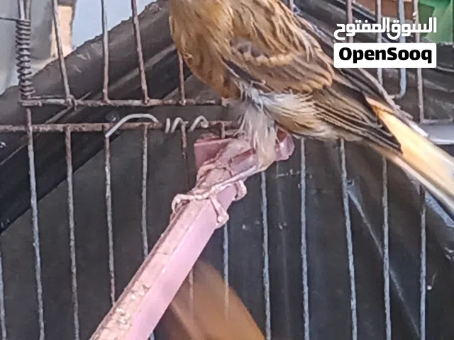 فحلين كنار زي النار