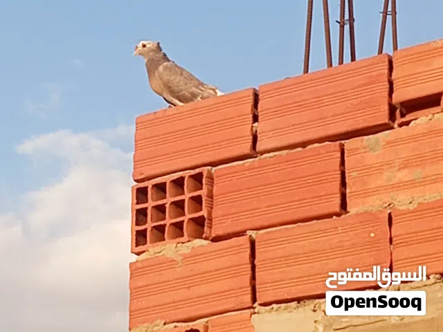 مطلوب نتايه تاكلا شوشه وجمه وعاموديه
