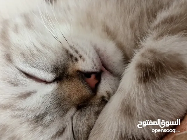 قطط التبني