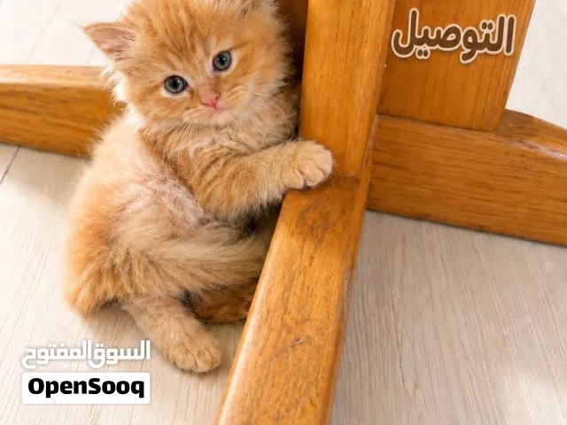 شامل التوصيل عجمان دبي الشارقة قط شيرازي ذكر العمر شهرين