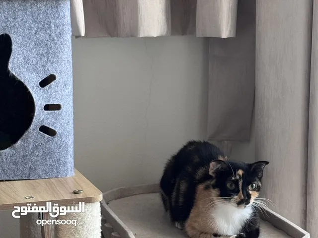 سكوتش فولد - أنثى