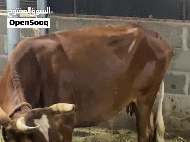 بقره بنيه اللون