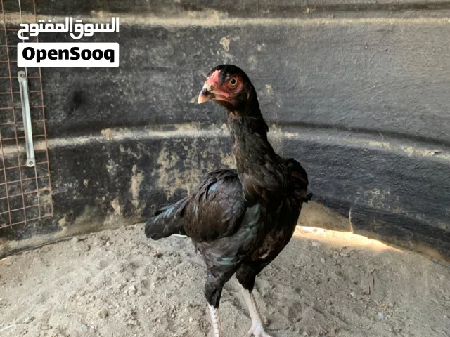 للبيع دجاجه نسل قوي سندي بنجابي